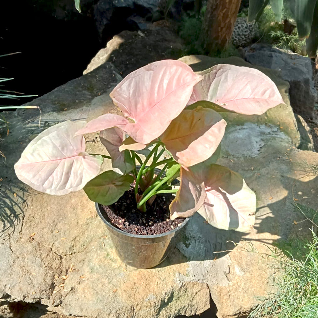 Syngonium Pink Allusion Plant - myBageecha