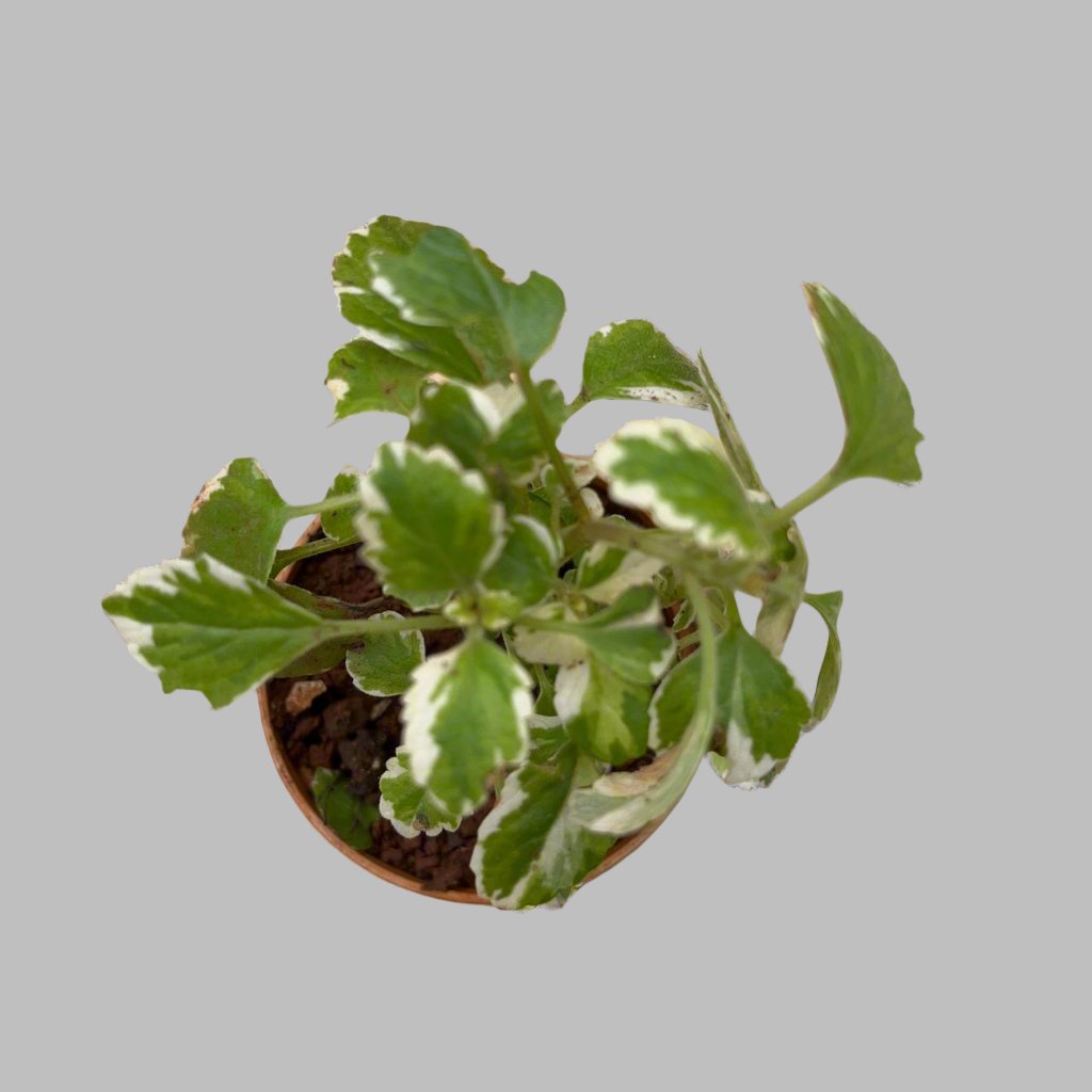 Plectranthus coleoides 'Variegata'-myBageecha