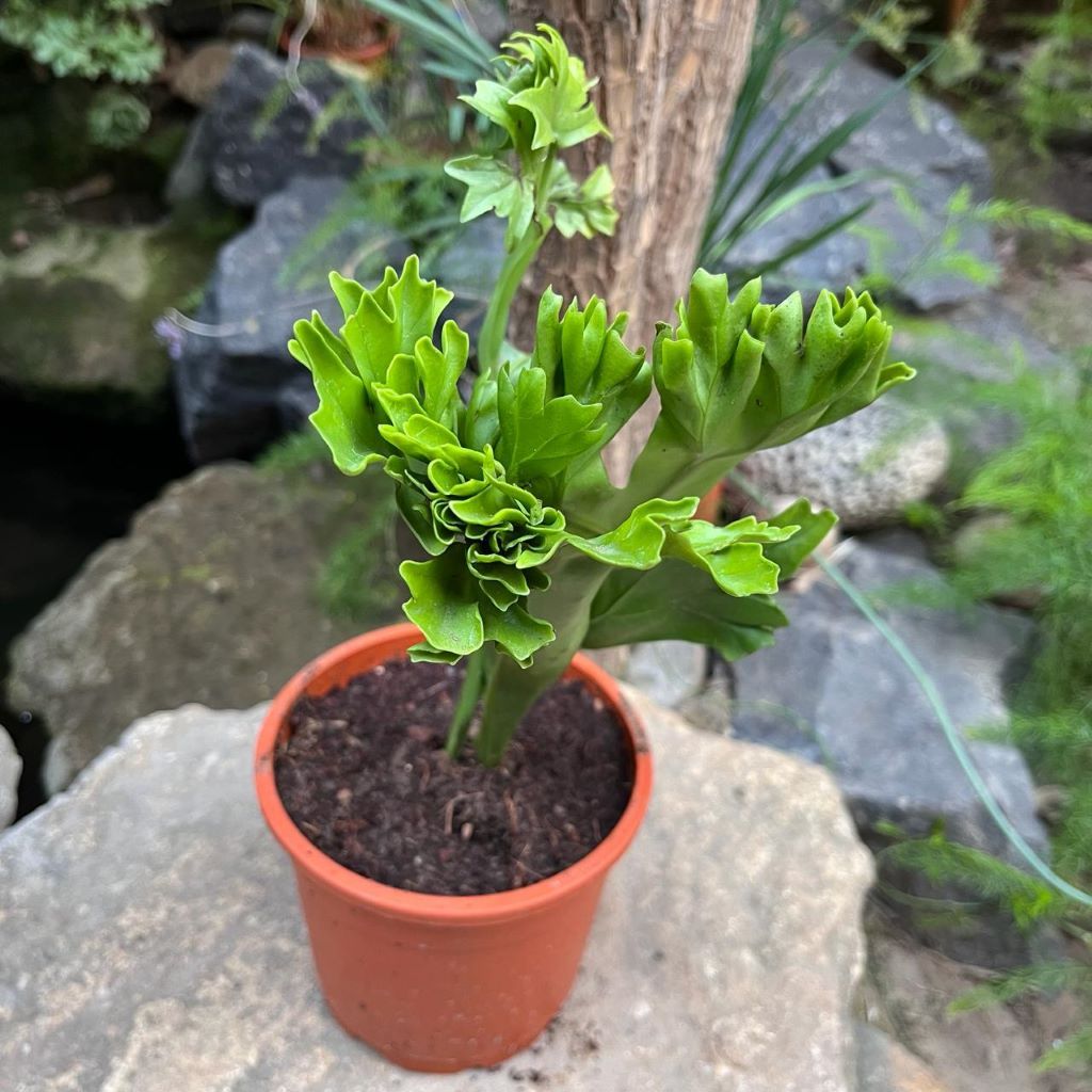 Polypodium polycarpon fern plant-myBageecha