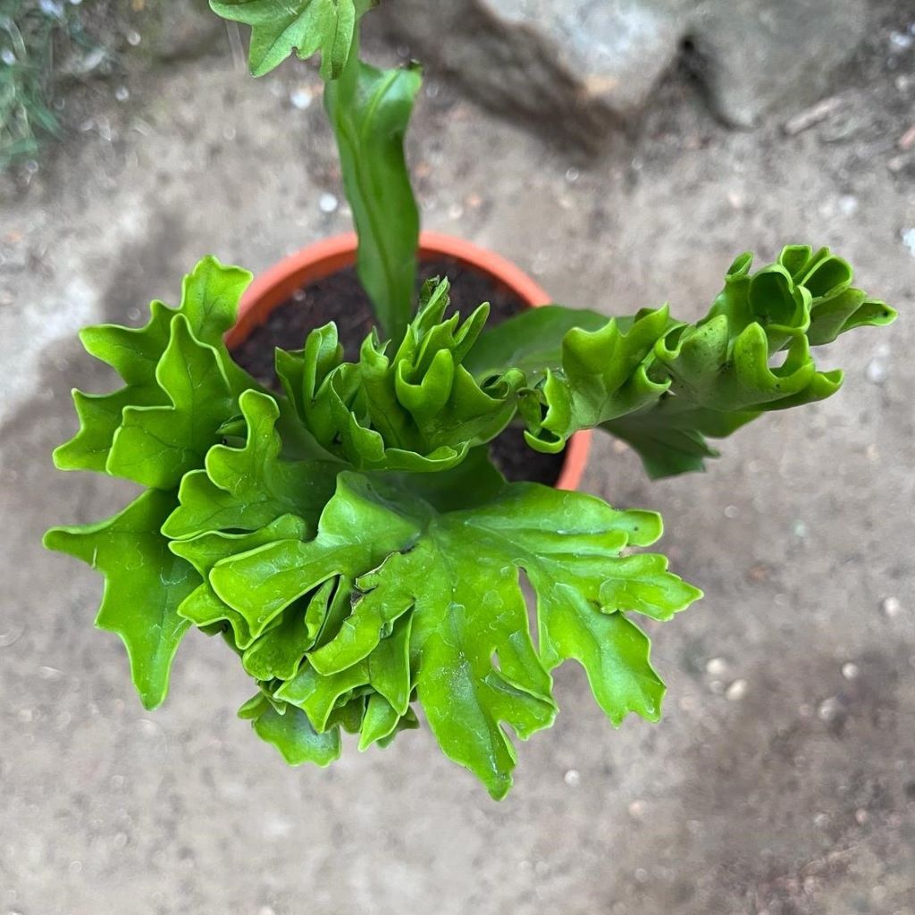 Polypodium polycarpon fern plant-myBageecha