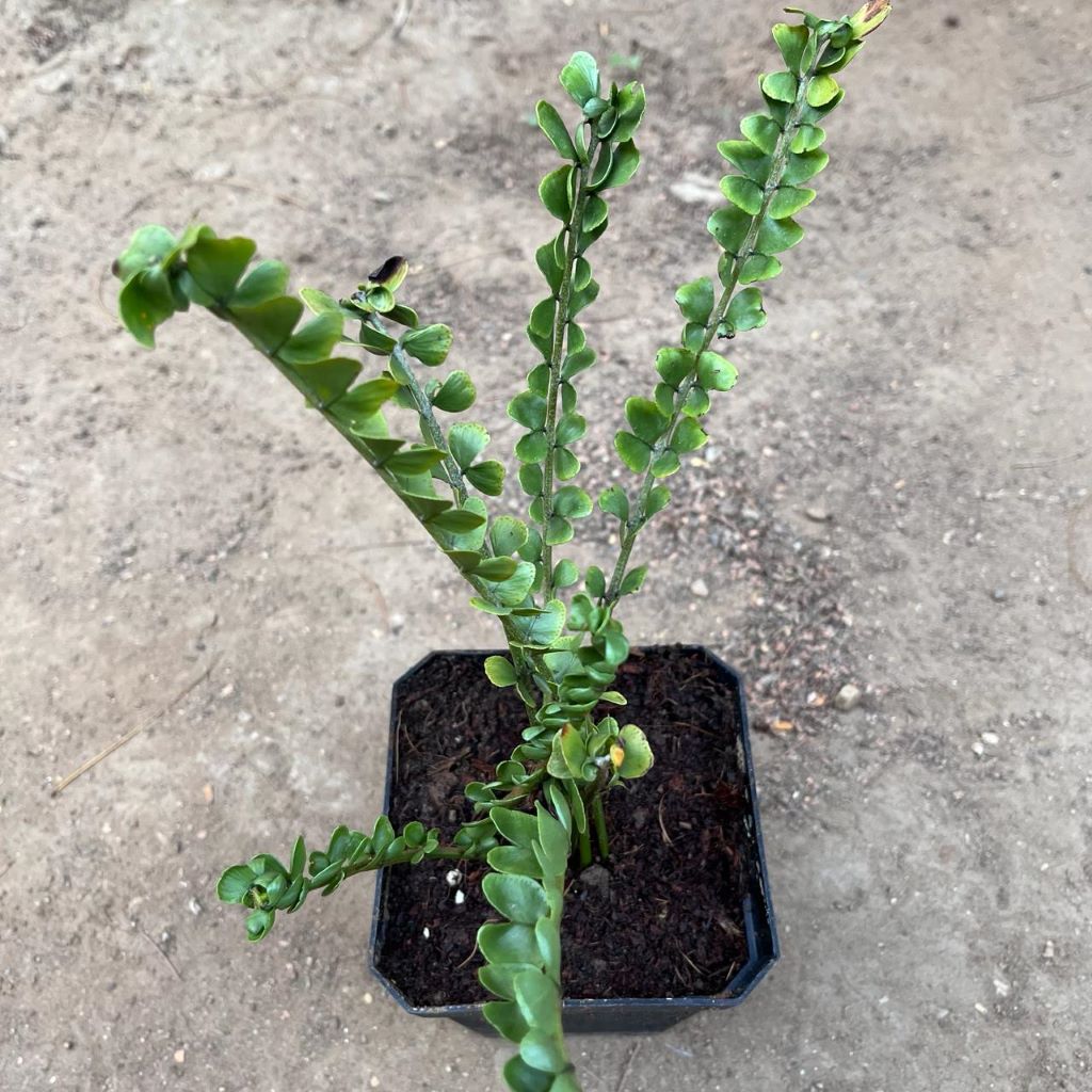 Polypodium virginianum Fern plant-mybageecha