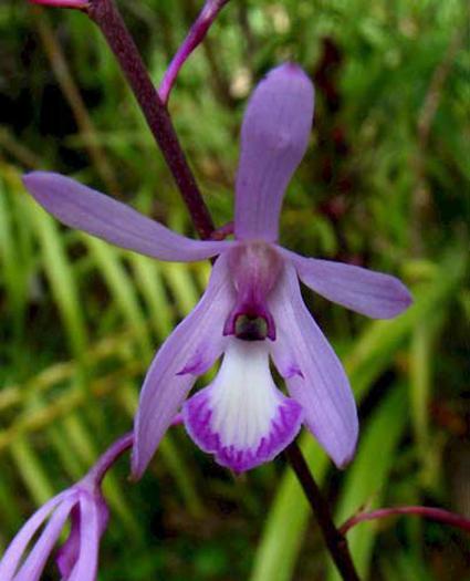 Pseudolaelia Vellozicola BS Orchid Plant