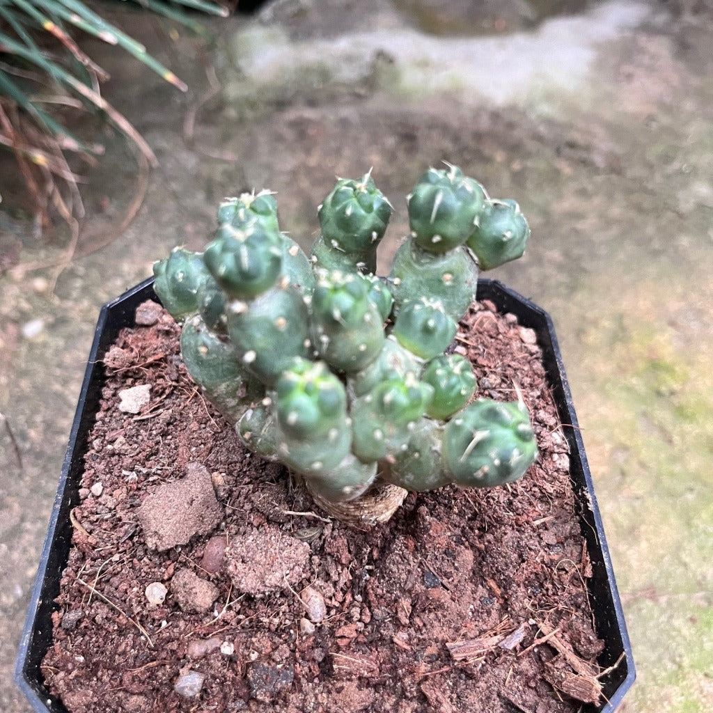 Puna incahuasi Maihueniopsis subterranea Cactus Plant - myBageecha