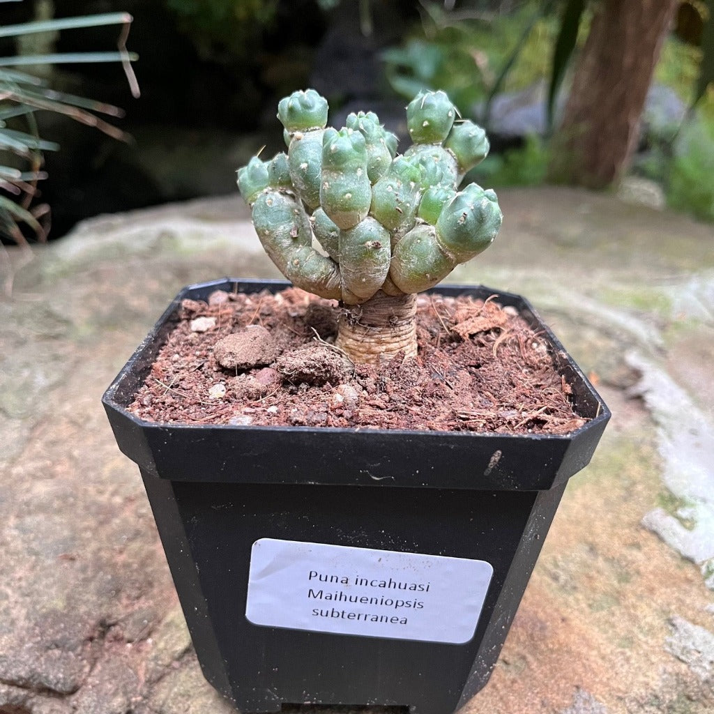 Puna incahuasi Maihueniopsis subterranea Cactus Plant - myBageecha