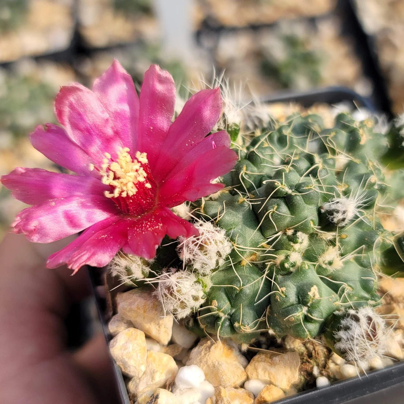 Puna incahuasi Maihueniopsis subterranea Cactus Plant - myBageecha