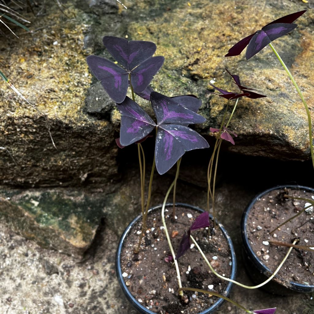 Purple Oxalis Triangularis Plant - myBageecha