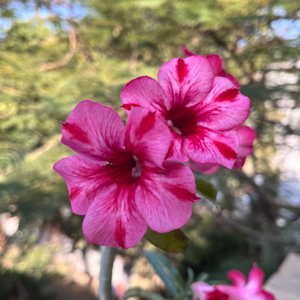 Purple Finch Adenium Plant Bloom-myBageecha
