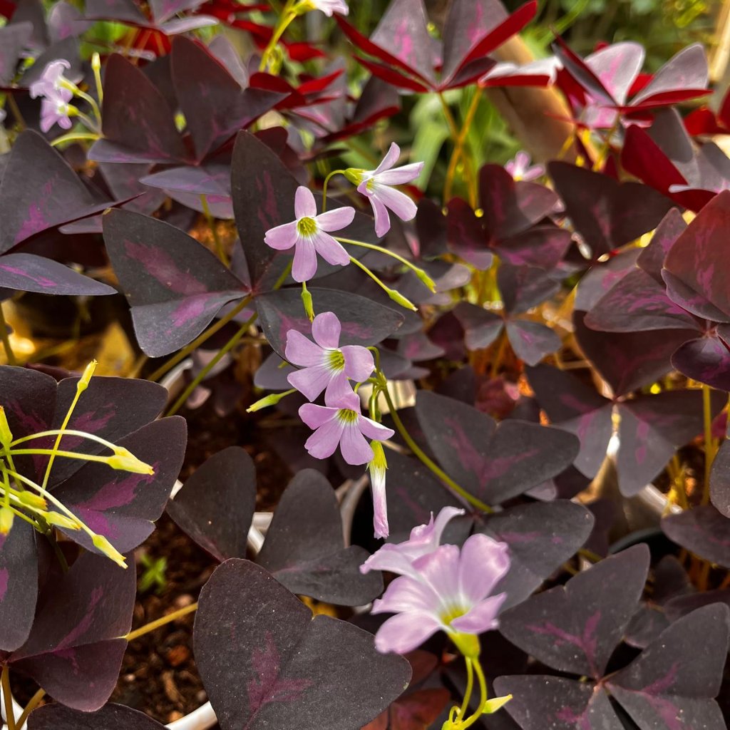 Purple Oxalis Triangularis-myBageecha