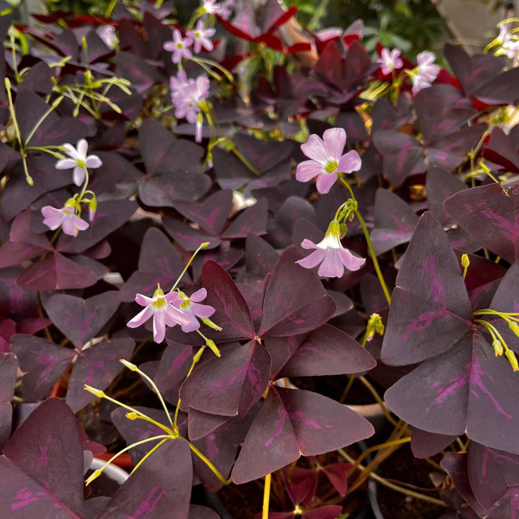 Purple Oxalis Triangularis-myBageecha