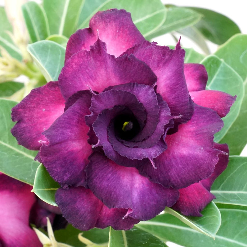 Violet Sabrewing Adenium Plant