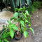 Pyrostegia Venusta Flaming Trumpet Plant