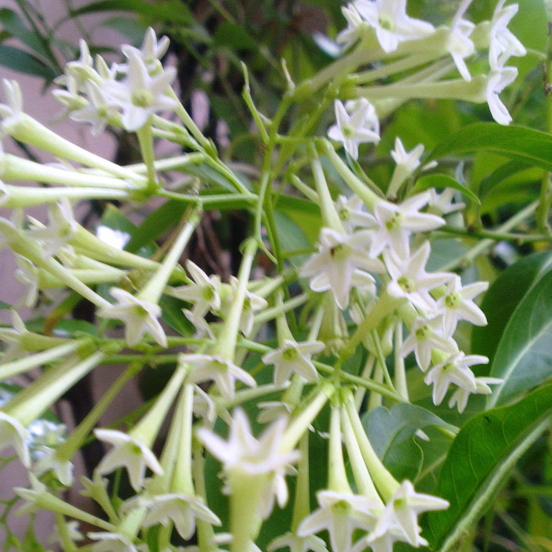 raat ki rani plant indoor Purchase Fragrant Plant Set Online in India