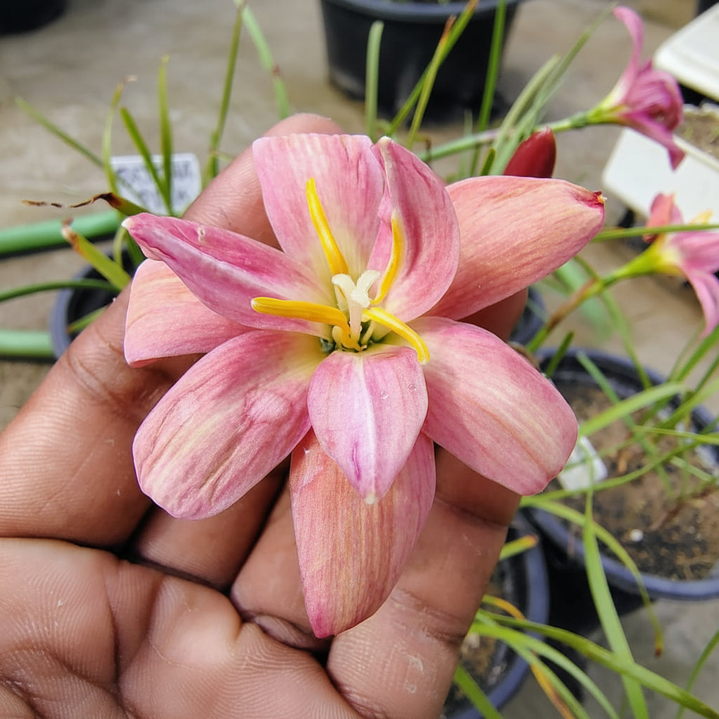 Rain Lily 'Darly Joy' (Bulbs)