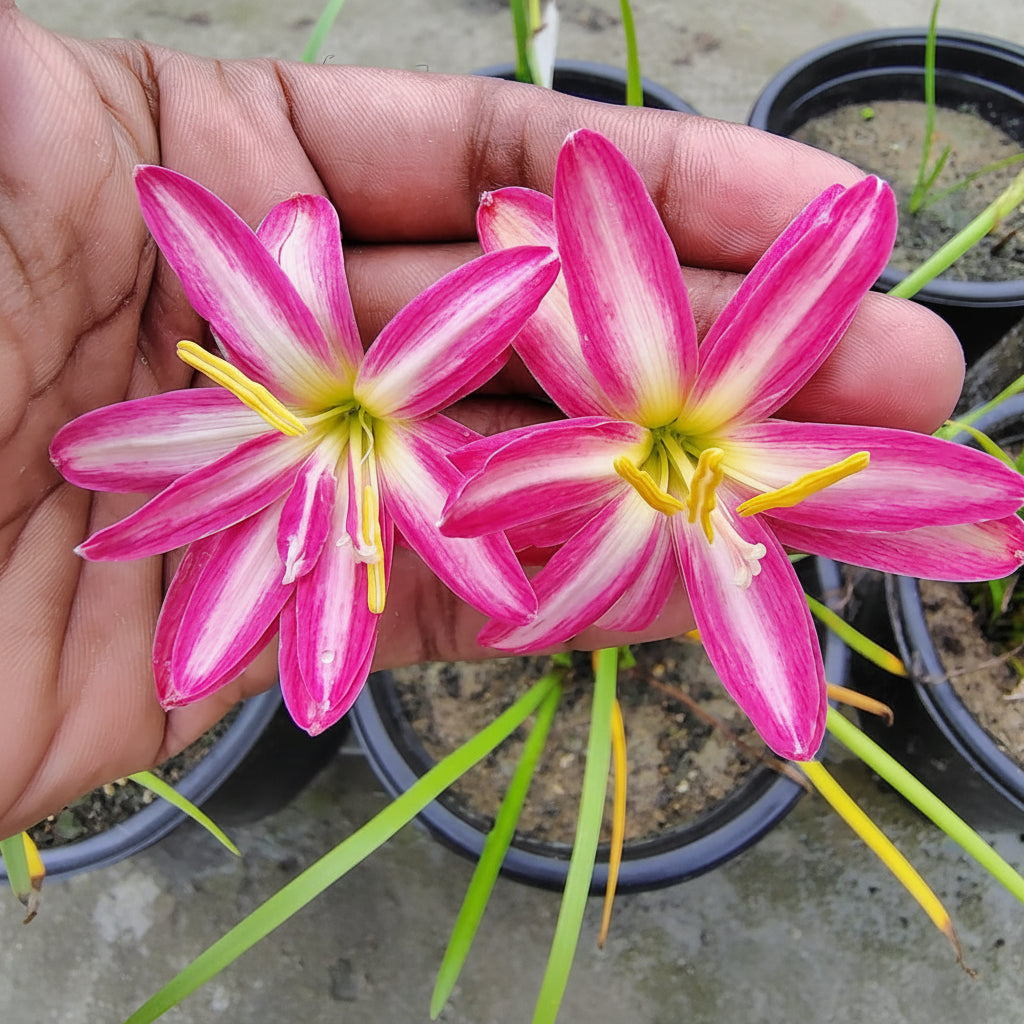 Rain Lily 'Pink Butterfly' -myBageecha