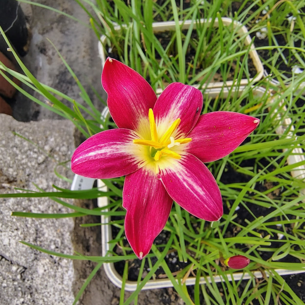 Rain Lily 'Red Arrow'- myBageecha