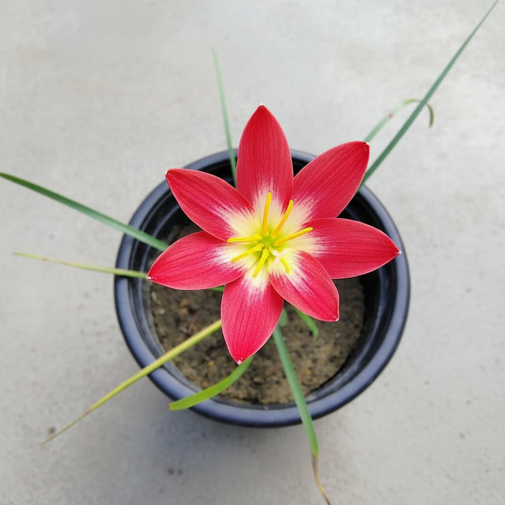 Rain Lily 'Red Arrow' in balcony