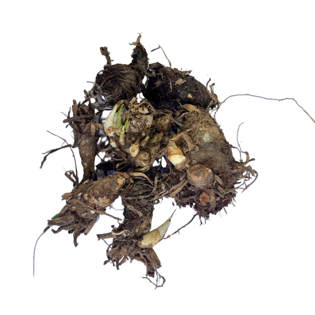 Rajnigandha-Polianthes tuberosa "Sensation" (Bulbs)