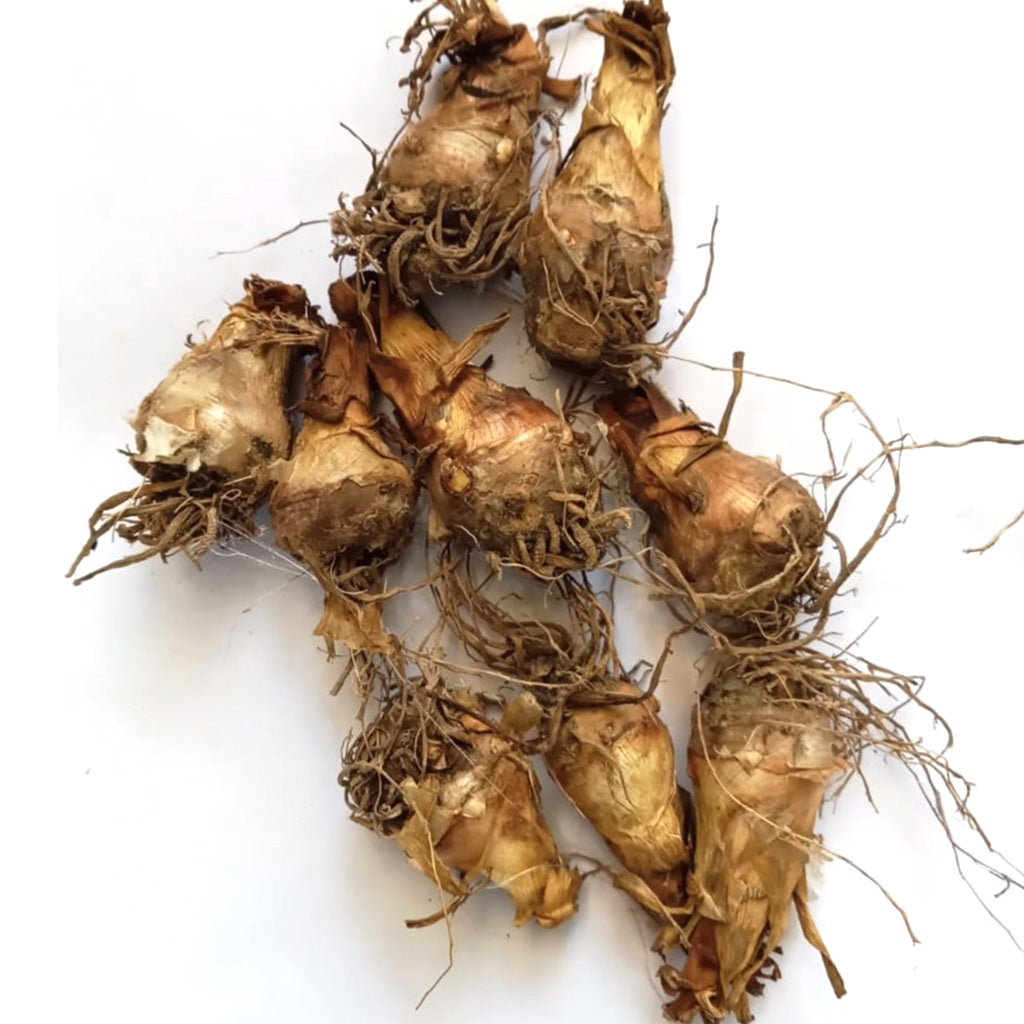 Rajnigandha Polianthes Tuberosa (Bulbs)