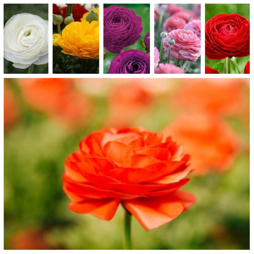 Mixed Ranunculus Aviv flowers in red, pink, yellow, and white shades blooming in spring garden