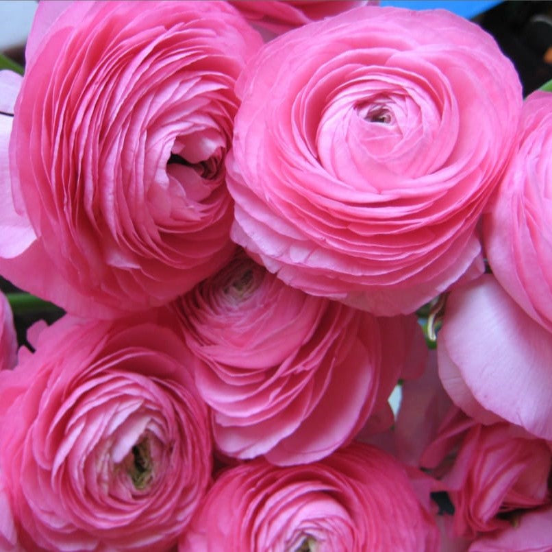 Soft pink Ranunculus flowers with layered rose-like petals in garden