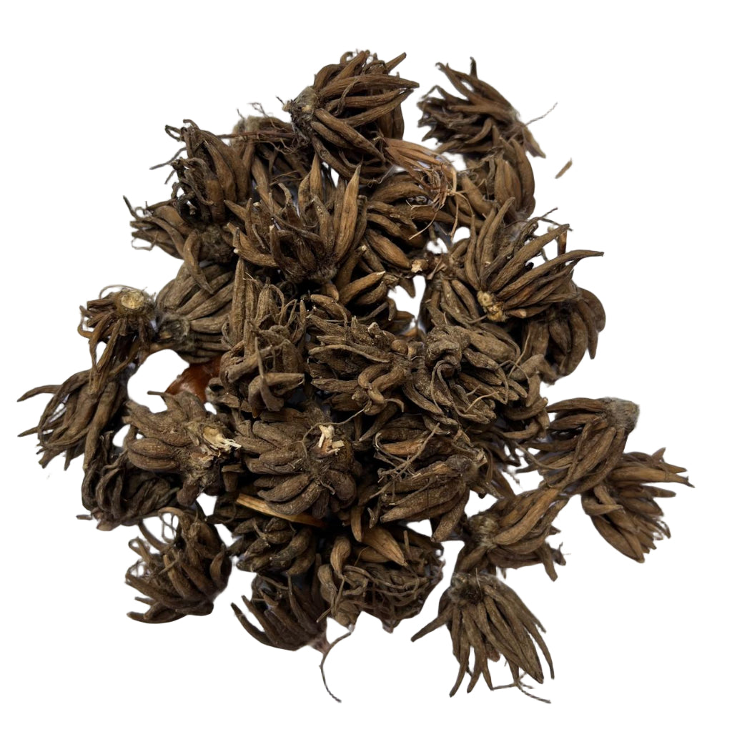 Ranunculus tubers with fibrous texture that bloom into richly layered spring flowers