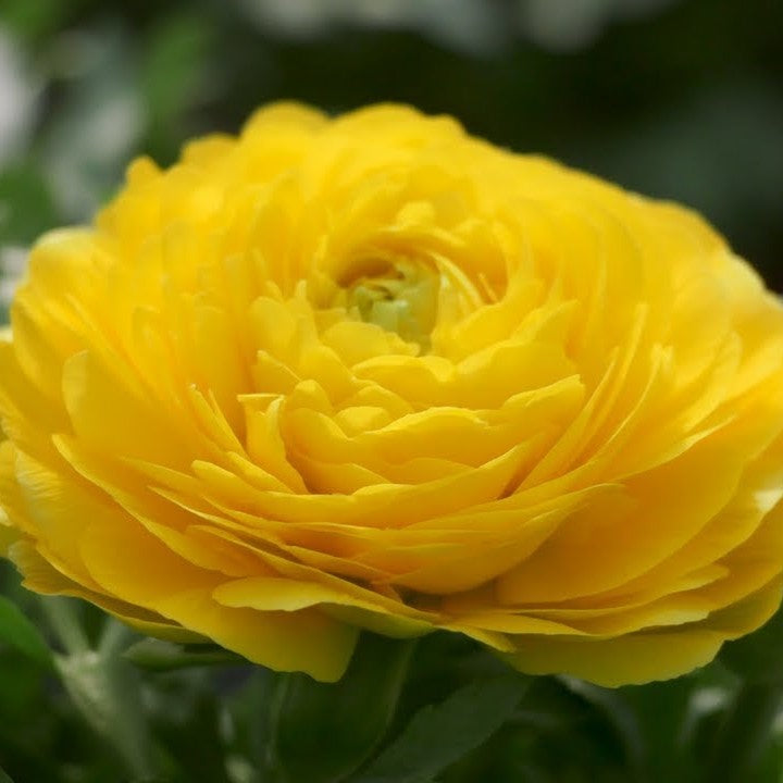 Bright yellow Ranunculus flowers with dense ruffled petals in bloom