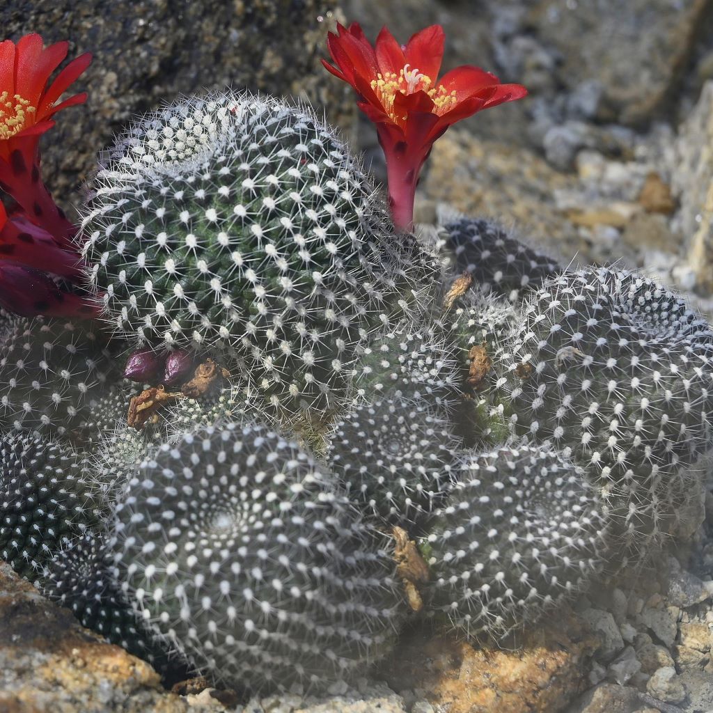 Rebutia Krainziana Cactus Plant-myBageecha