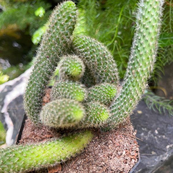 Rebutia Pulvinosa Clumping Cactus Plant Online