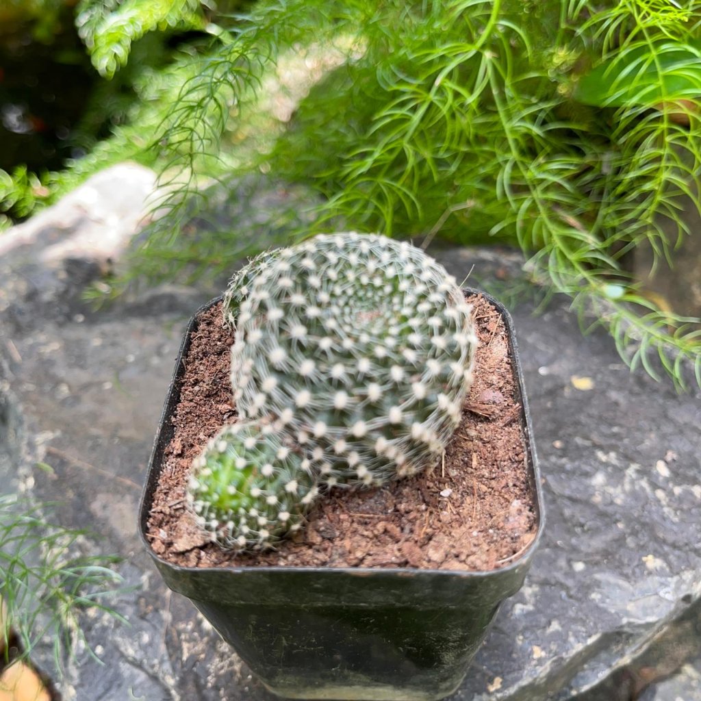 Rebutia Krainziana-myBageecha