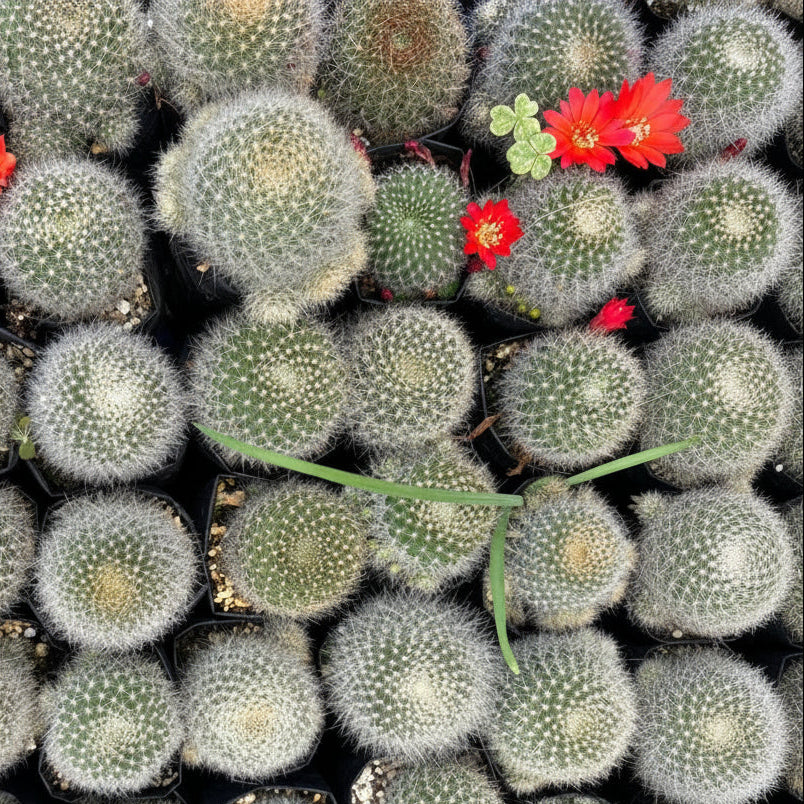 Rebutia albispina Cactus Plant collection-myBageecha