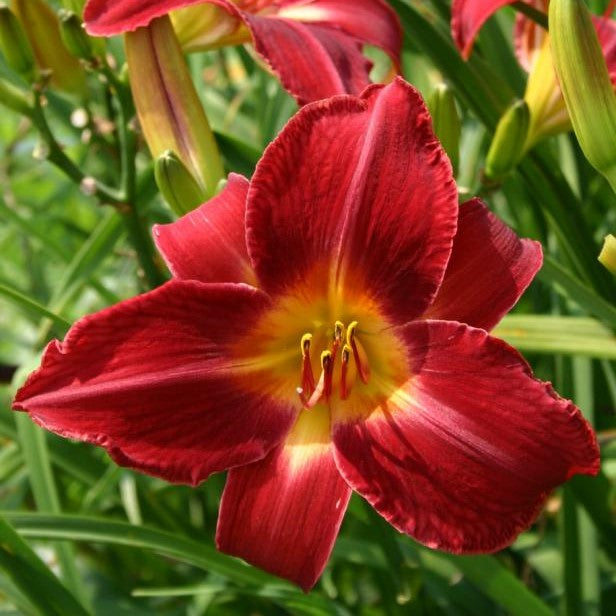 Hemerocallis Red Volunteer (Bulbs) - myBageecha