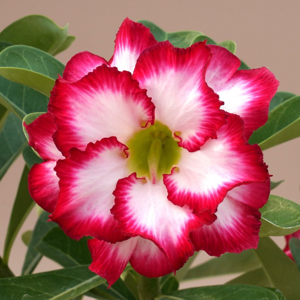 Red Aurora Adenium plant-myBageecha