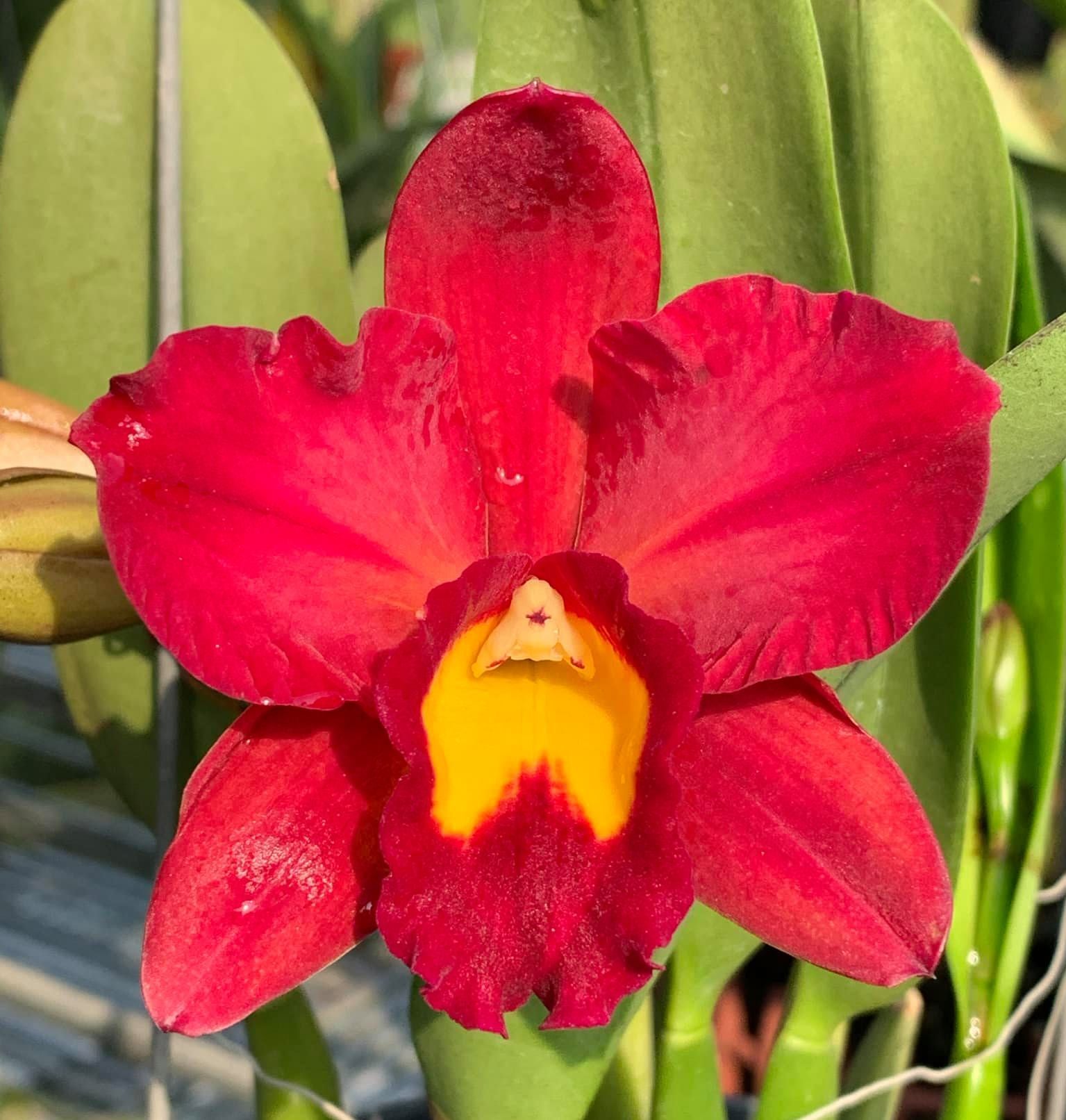 Rhyncattleanthe Smiley Kiss 'Wilson' BS Orchid Plant
