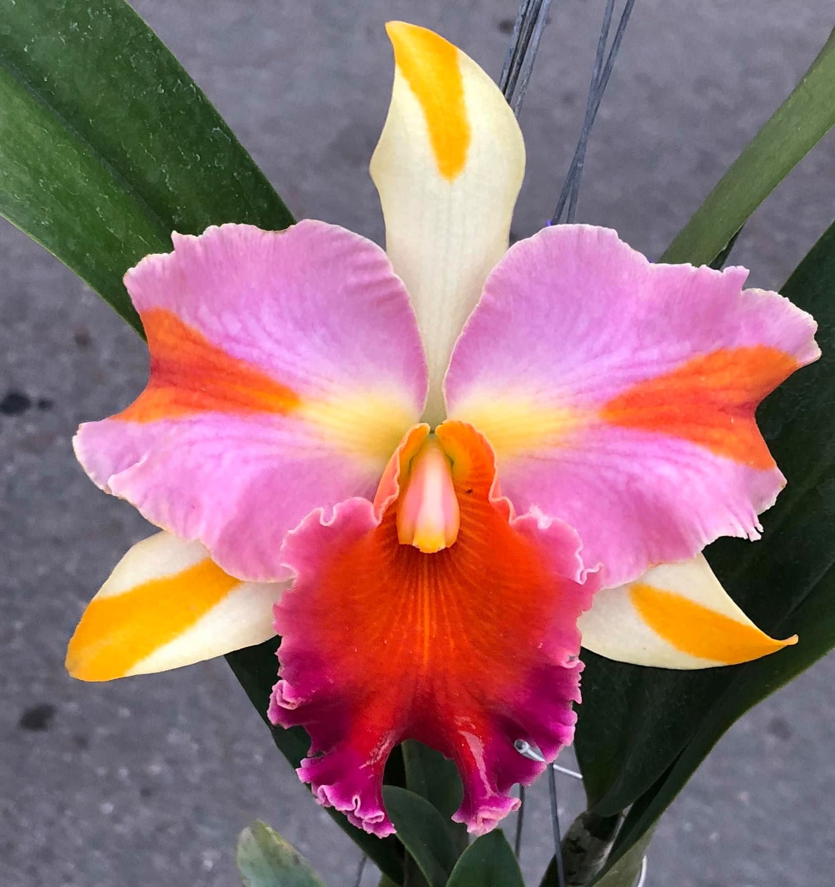 Rhyncholaeliocattleya Amazing Thailand NBS Orchid Plant