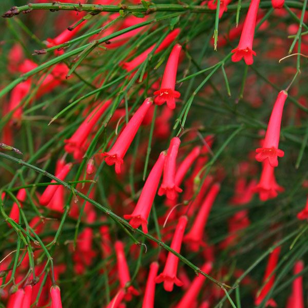 Close up of Russelia equisetiformis – Red Firecracker Plant