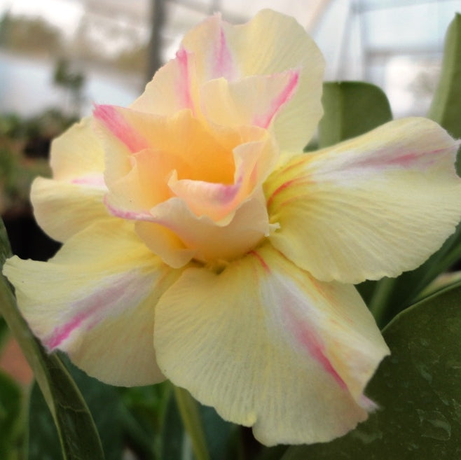 Siam Yellow Jubilee Adenium Plant-myBageecha