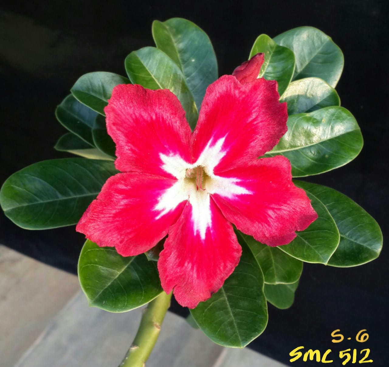Cardinal Star Adenium Plant