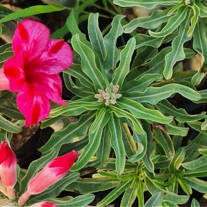 Purple Finch Adenium Plant Curled leaves