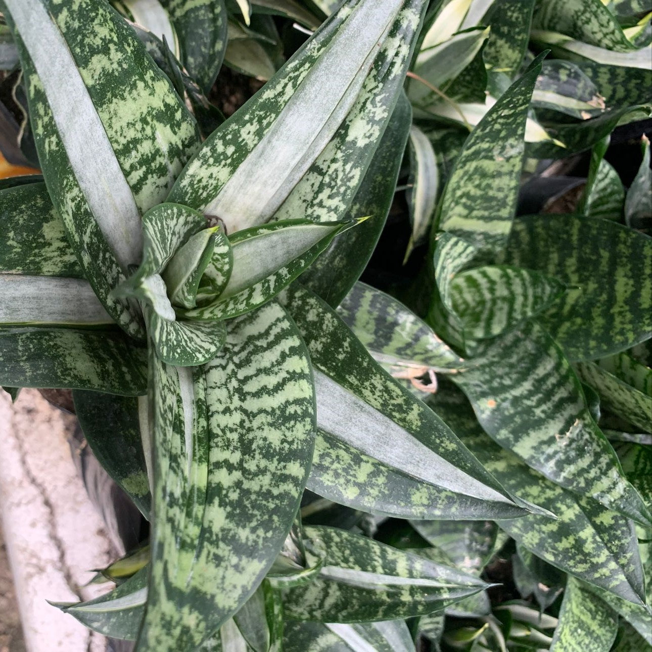 Sansevieria Hahnii ‘Silver Streaker’ Plant