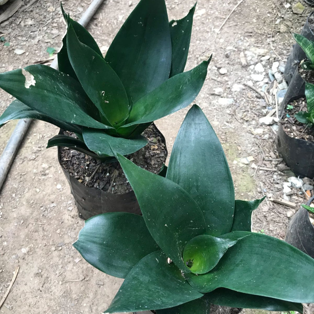 Sansevieria Black  Dragon-myBageecha