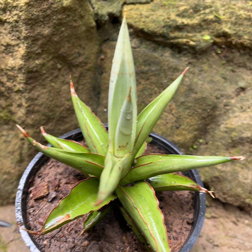 Sansevieria ‘Chao Praya’ Plant-myBageecha