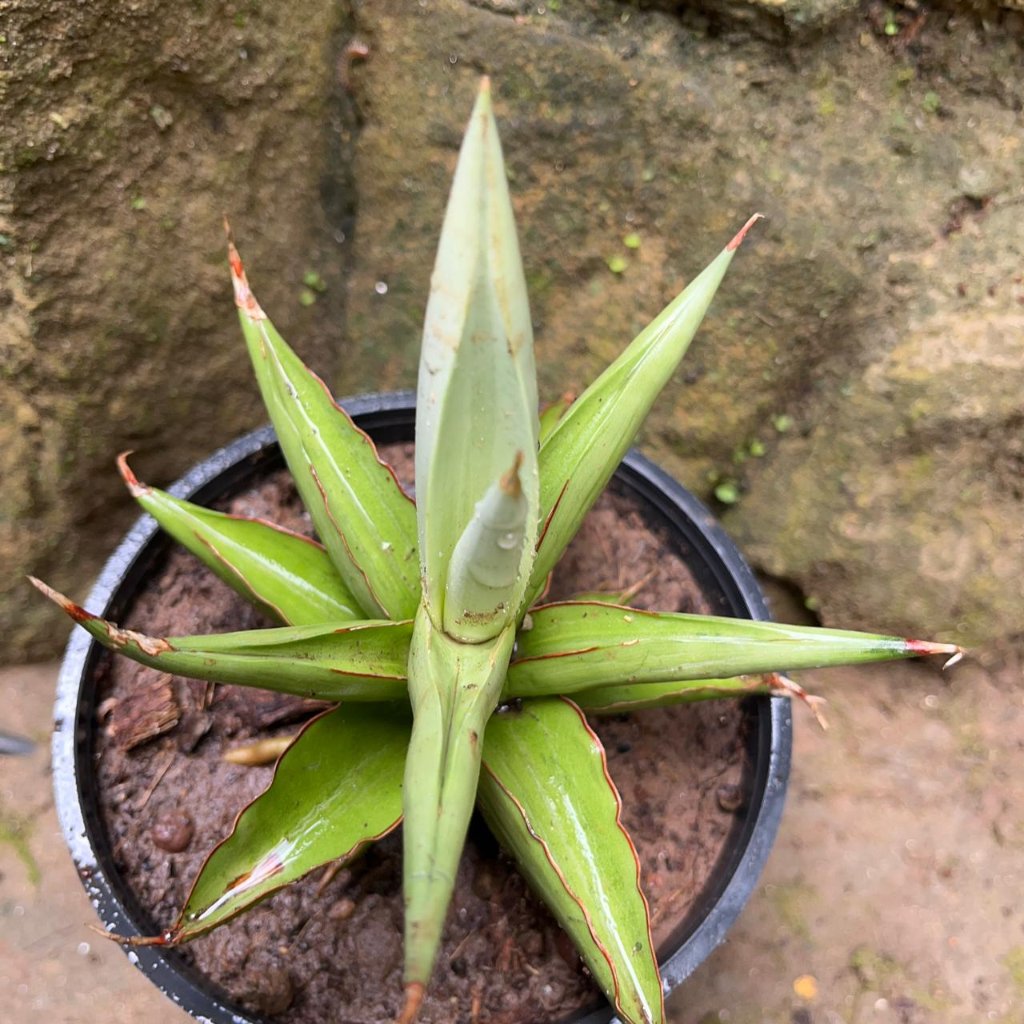 Sansevieria ‘Chao Praya’ Plant-myBageecha