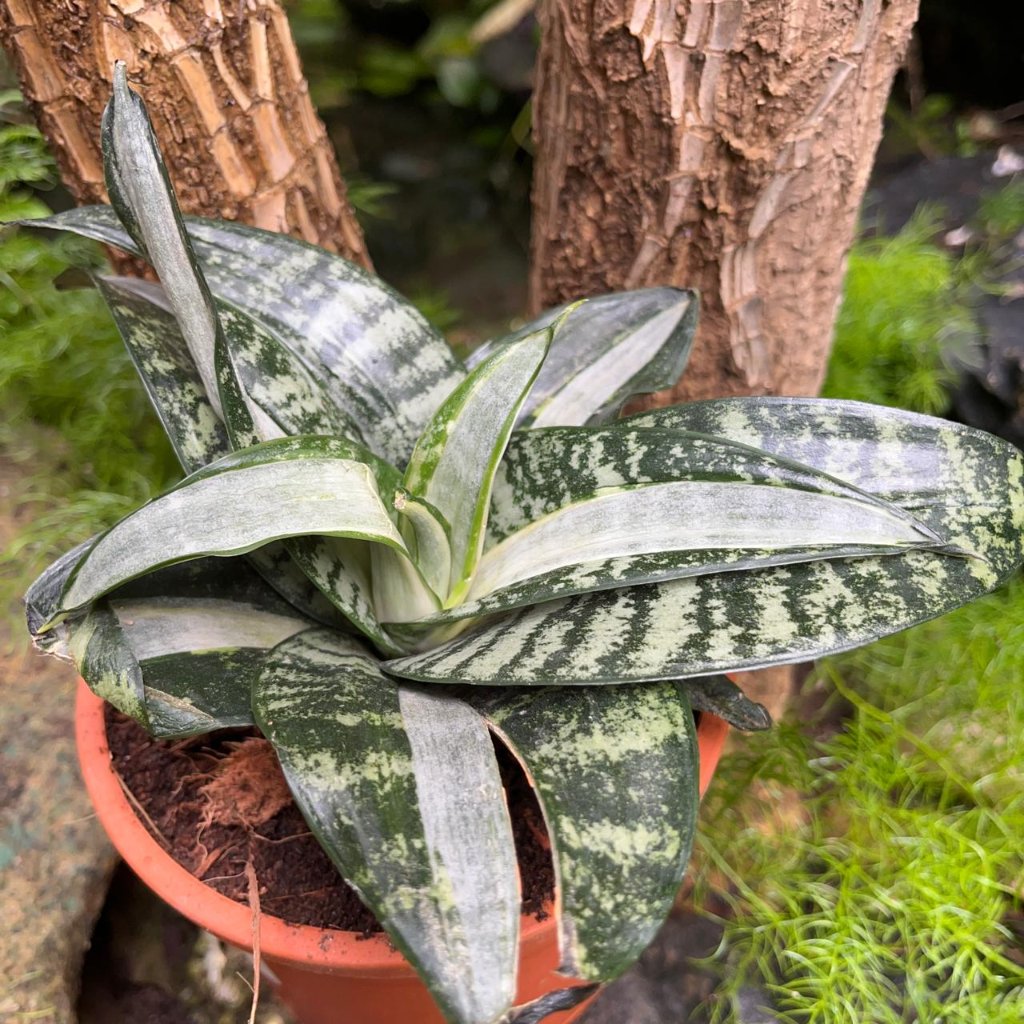 Sansevieria Hahnii ‘Silver Streaker’ Plant-myBageecha