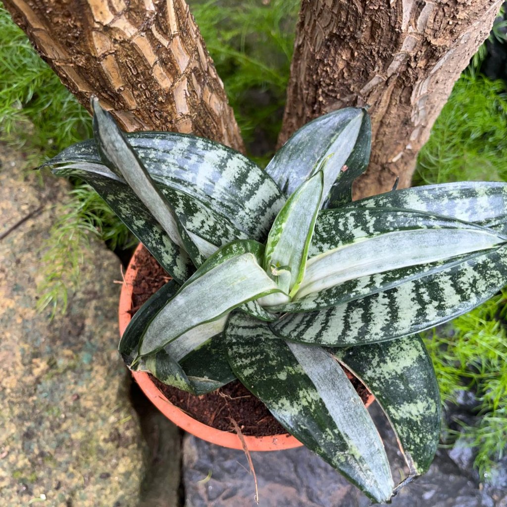 Sansevieria Hahnii ‘Silver Streaker’ Plant-myBageecha