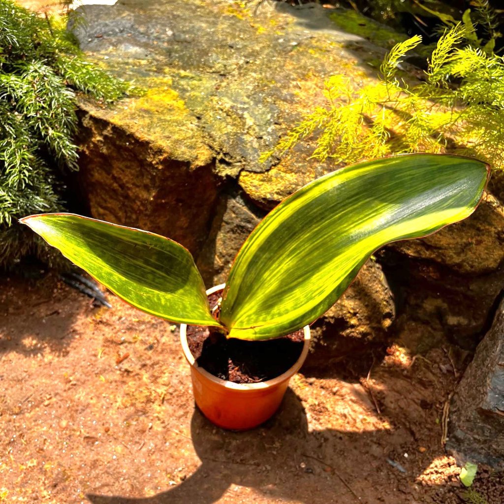 sansevieria masoniana yellow variegated Sansevieria Masoniana Variegated Decorative Plant