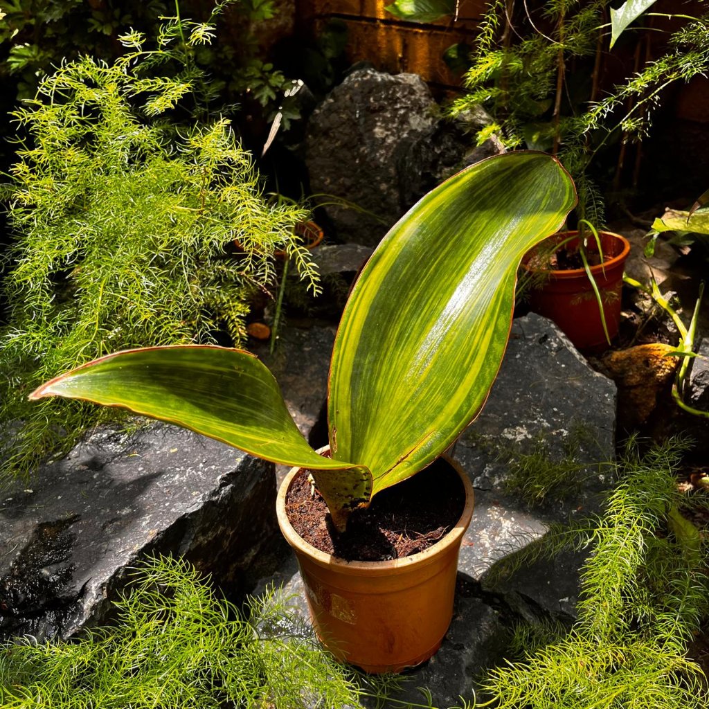 Sanseveria Masoniana Variegated-myBageecha