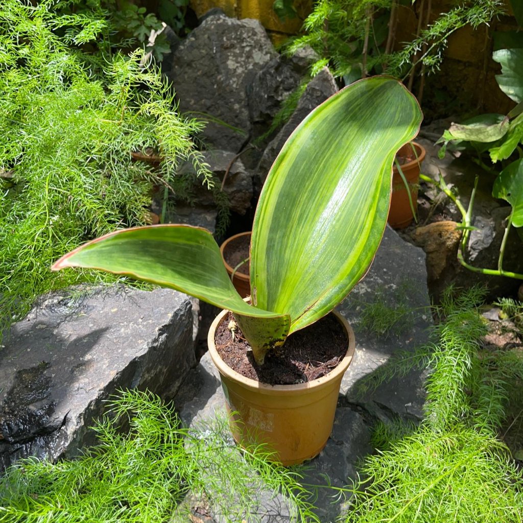 sansevieria masoniana variegated for sale Sansevieria Masoniana Variegated Decorative Plant
