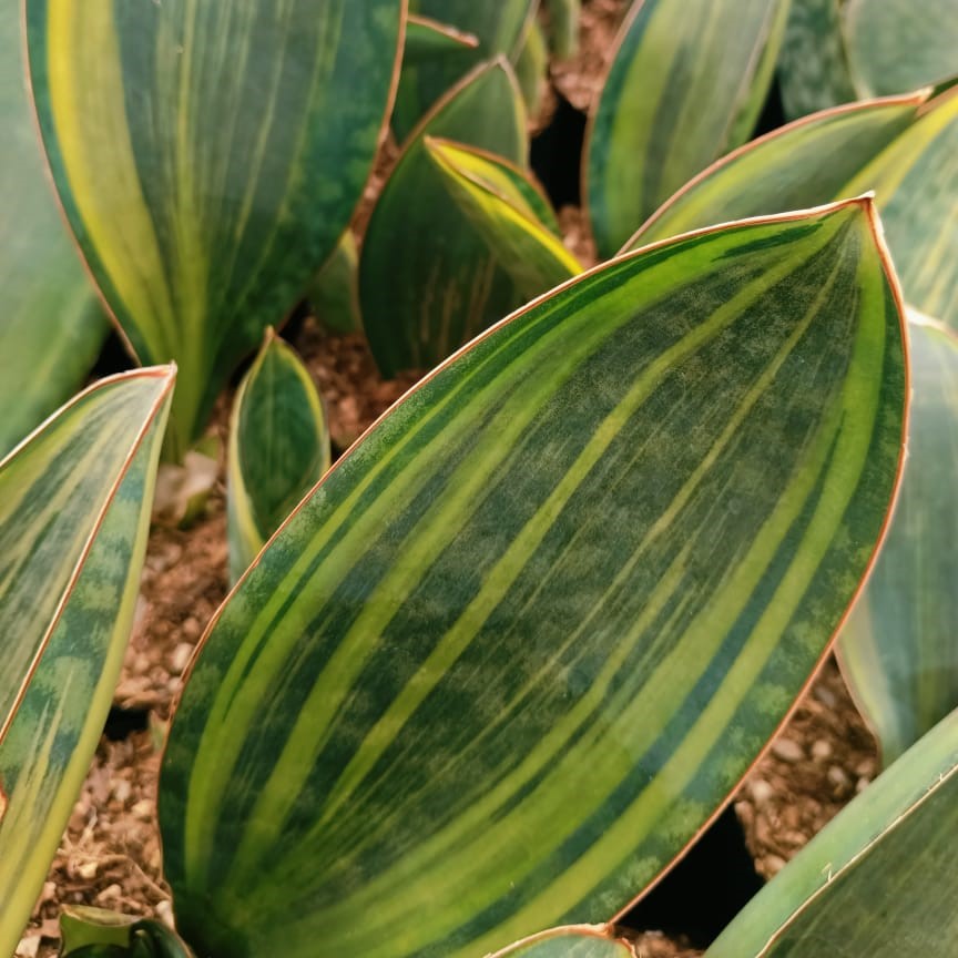 Sansevieria Masoniana variegated-myBageecha