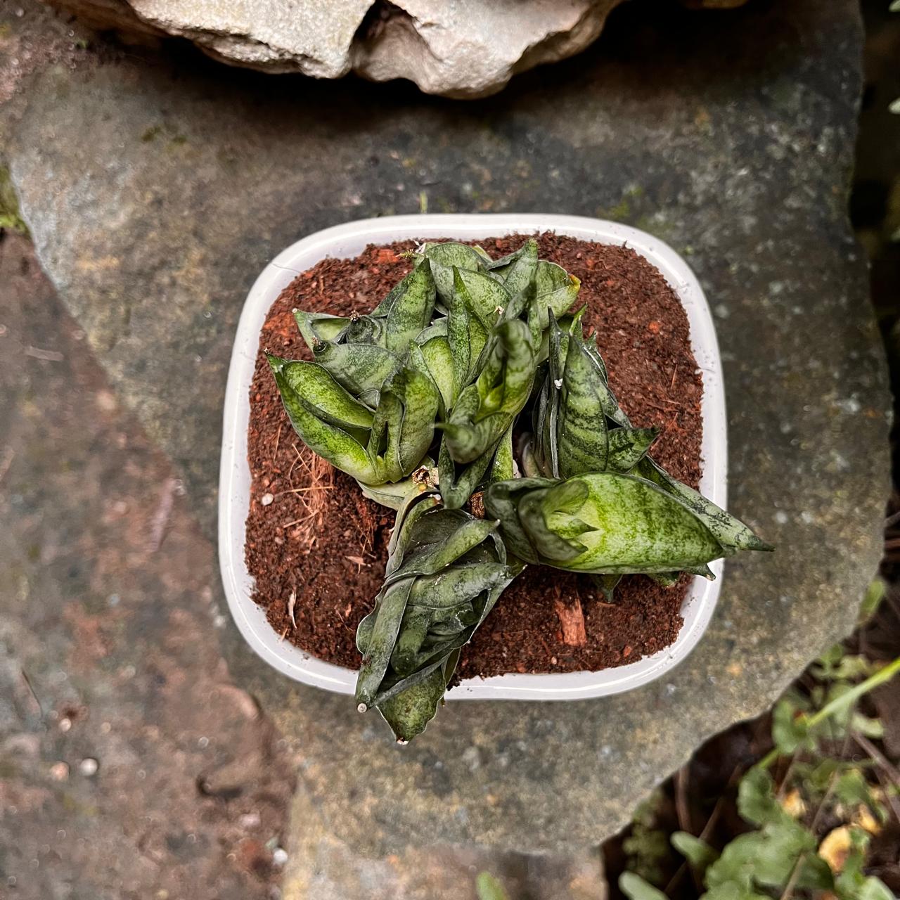 Sansevieria 'Mini Boncel' Plant