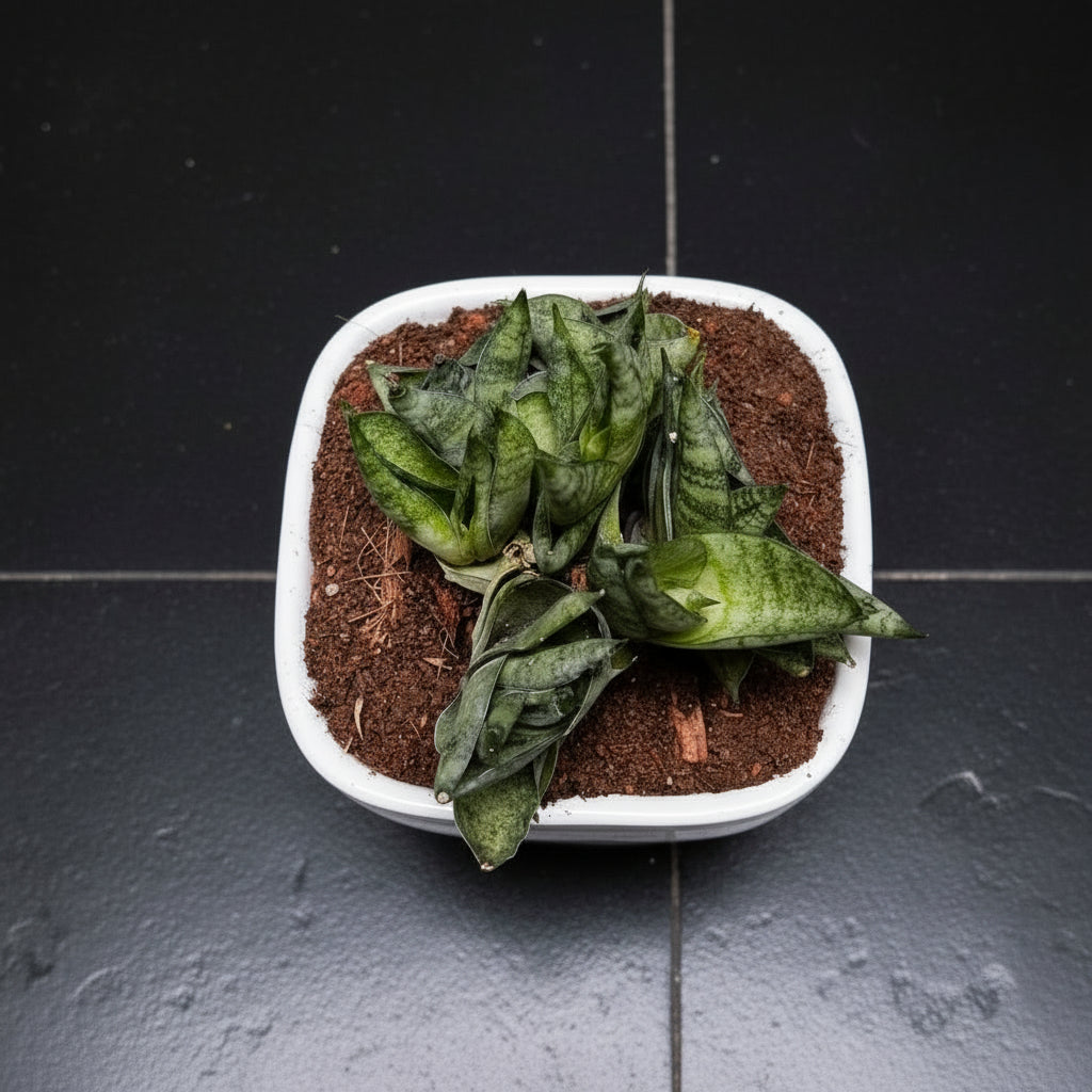 mini sansevieria Sansevieria Mini Boncel Cylindrical Leaf Plant